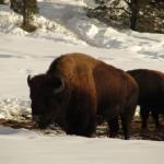 Buffalos on the road